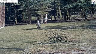 Preview of stream Záchranná stanice živočichů Makov - hnízdění čápů - NOVĚ