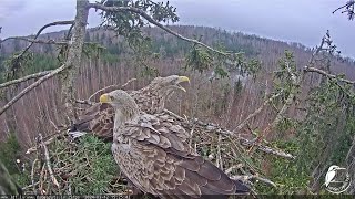 Preview of stream Jūras ērgļi (Haliaeetus albicilla) Durbē - LDF tiešraide