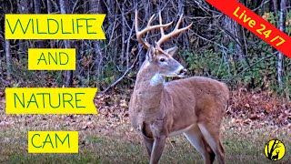Preview of stream Live Deer, Bird & Wildlife Cam